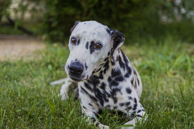 Portrait of a dog on field