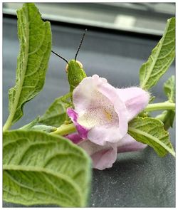 Close-up of butterfly on plant