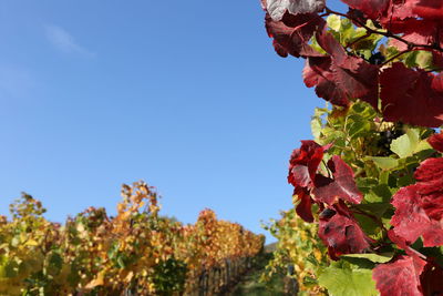 Close-up of flowering plants against blue sky