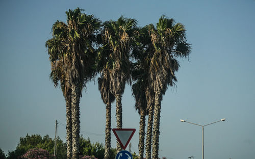 Low angle view of palm trees against clear sky