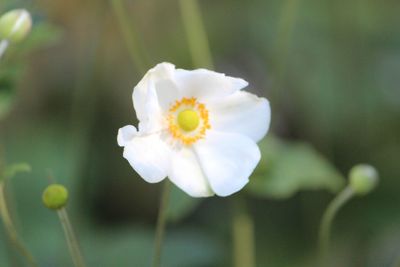 Close-up of white flowering plant