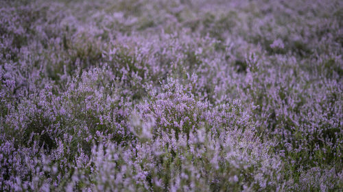 Close-up of wheat field