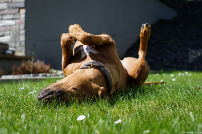 Dog lying on grassland