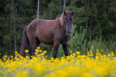 Horse standing in a field