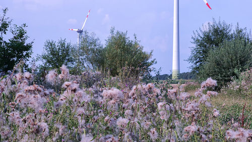 Low angle view of pink flowering plants against sky