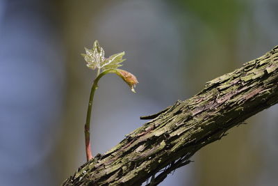 Close-up of flowering plant against tree