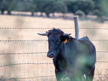 Horse standing in a field