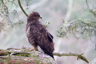 Beautiful white buzzard sits lurking on a tall pine tree in forest