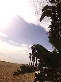 Close-up of palm tree on beach against sky