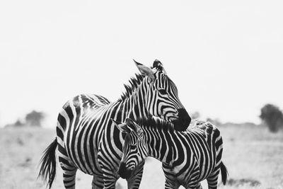 Zebra and foal in the tsavo in kenya