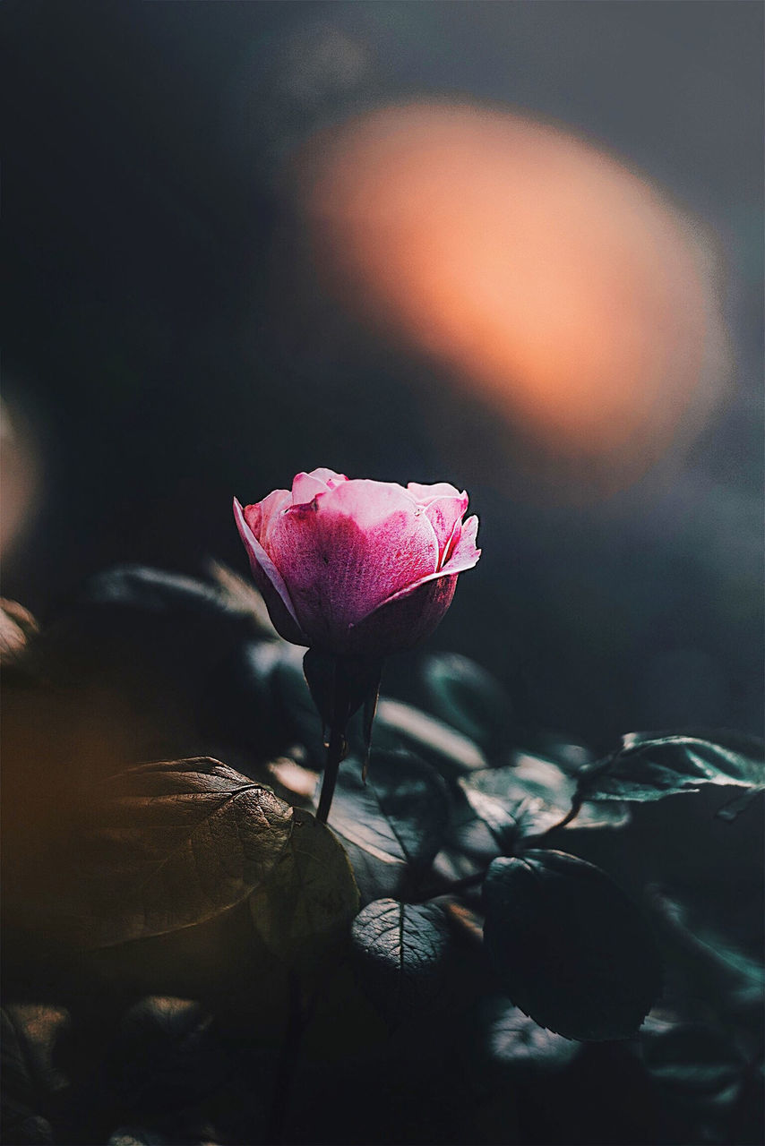 flower, flowering plant, plant, beauty in nature, freshness, pink color, growth, vulnerability, close-up, fragility, nature, petal, no people, selective focus, flower head, inflorescence, focus on foreground, sunlight, outdoors, rose, sepal