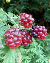Close-up of strawberry growing on plant