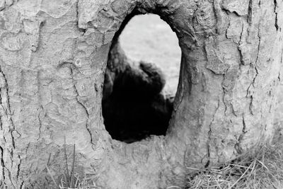 Close-up of tree trunk