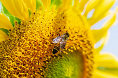 Close-up of bee on yellow flower