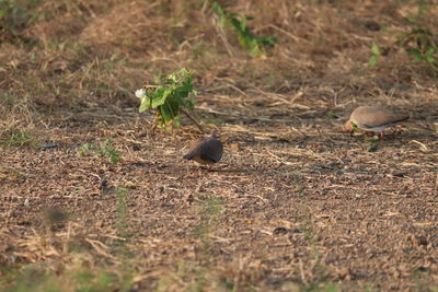 Close-up of a bird on field