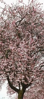 Low angle view of cherry blossoms in spring