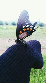 Close-up of butterfly on field