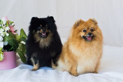 Portrait of two dogs