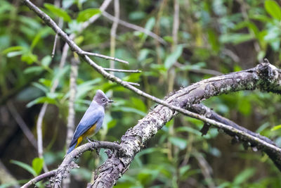 Bird perching on branch