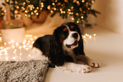 A small happy purebred dog animal sits near a decorated tree in the christmas holidays at home