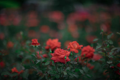 Close-up of red flowering plant