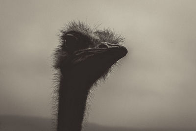 Close-up of bird against sky