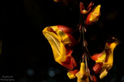 Close-up of flower against blurred background