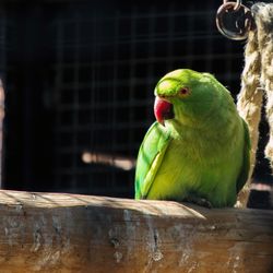 Close-up of parrot perching in cage