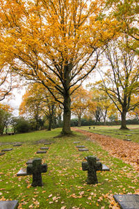 Trees in park during autumn