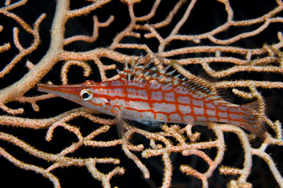 Close-up of fish underwater