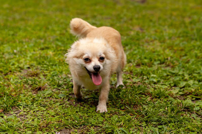 Funny pomeranian chihuahua mix playing in a green yard in florida.