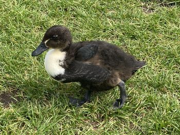 High angle view of duck on field