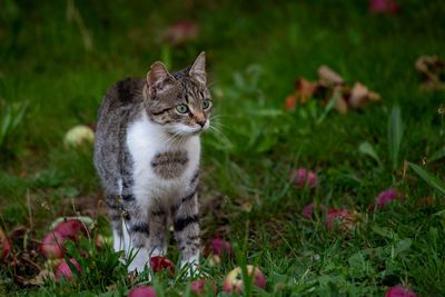 Cat looking away on field