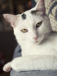 Close-up portrait of white cat