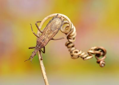 Close-up of caterpillar on leaf