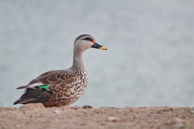 Close-up of a duck