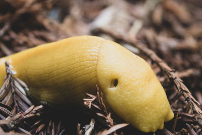 Close-up of yellow fruit on field