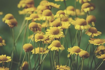 Close-up of yellow flowers