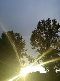 Sun shining through trees