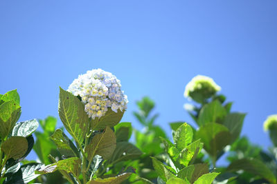 Close-up of flowering plant against blue sky