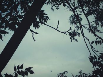 Low angle view of birds flying against sky