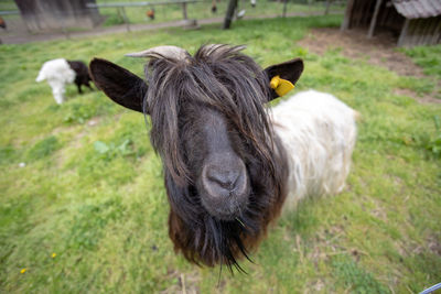 Close-up of a horse on field