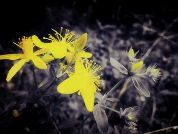 Close-up of yellow flowers