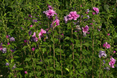Purple flowering plants