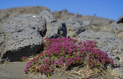 Pink flowering plants on rocks