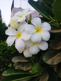 Close-up of white flowering plant