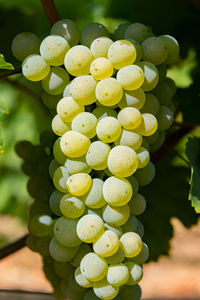 Close-up of grapes growing outdoors