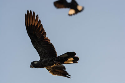 Low angle view of eagle flying against clear sky