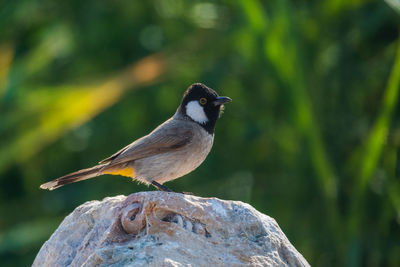 Close-up of bird perching on rock