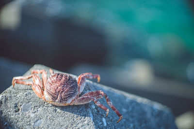 Close-up of crab on rock